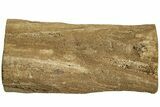 Polished Petrified Wood Limb Section - Sweet Home, Oregon #214988-2